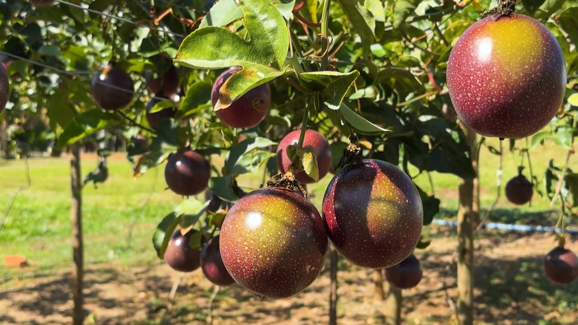 Maracujá-roxo pode ser alternativa para produtor