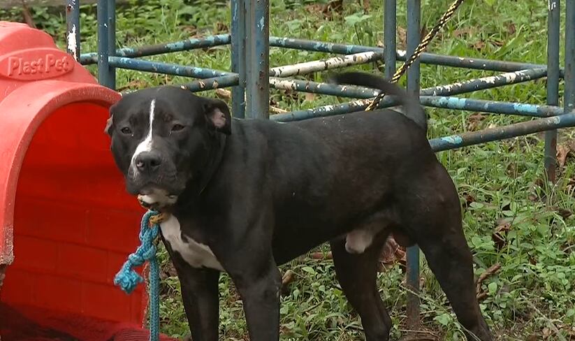 Pitbull é resgatado após ser encontrado abandonado e preso a corda em Duque de Caxias (RJ)