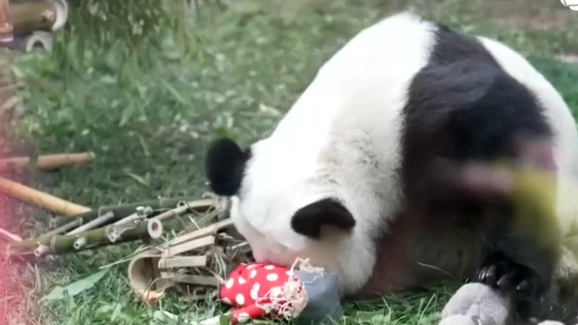 Filhote de panda gigante comemora aniversário com bolo especial na Rússia