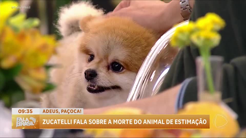 Celso Zucatelli lamenta a morte do cão Paçoca em vídeo emocionante