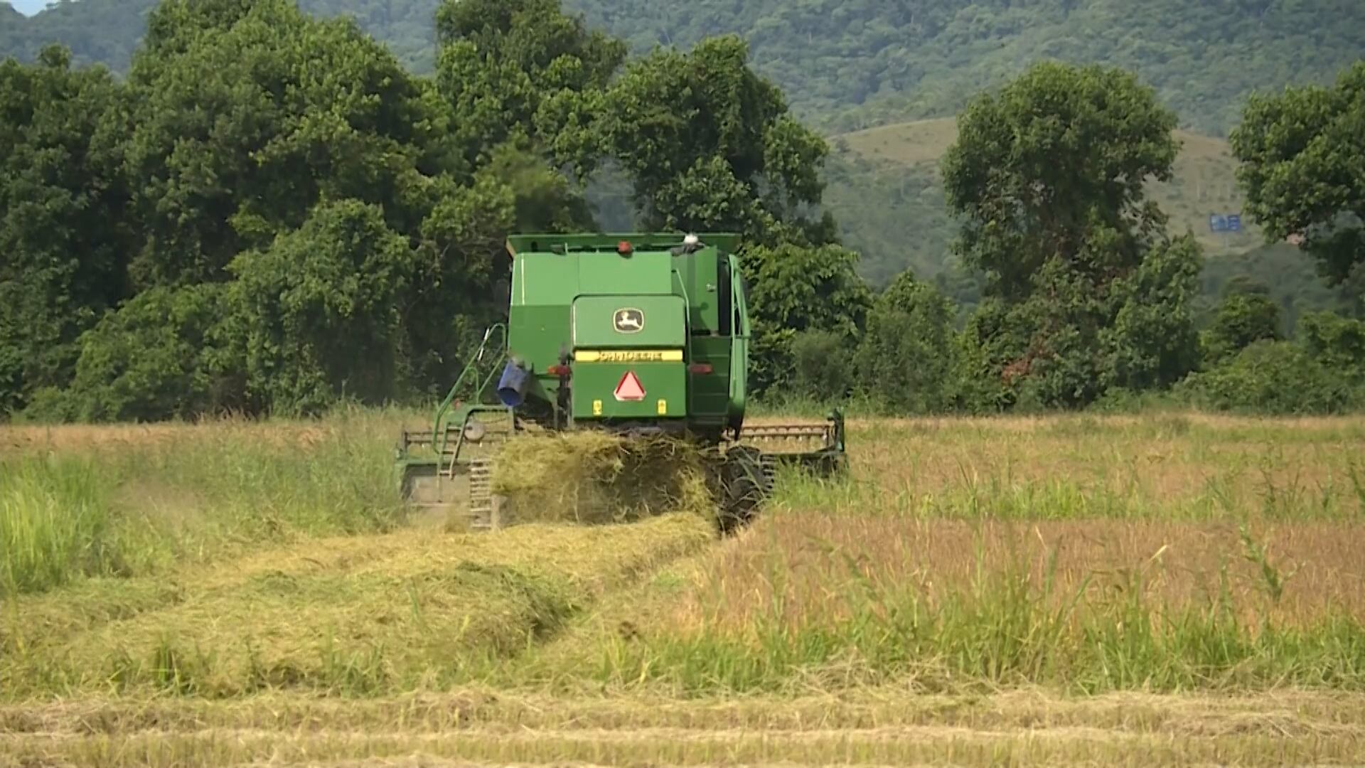 Preços do arroz avançam, e relação entre cotação e custo melhora