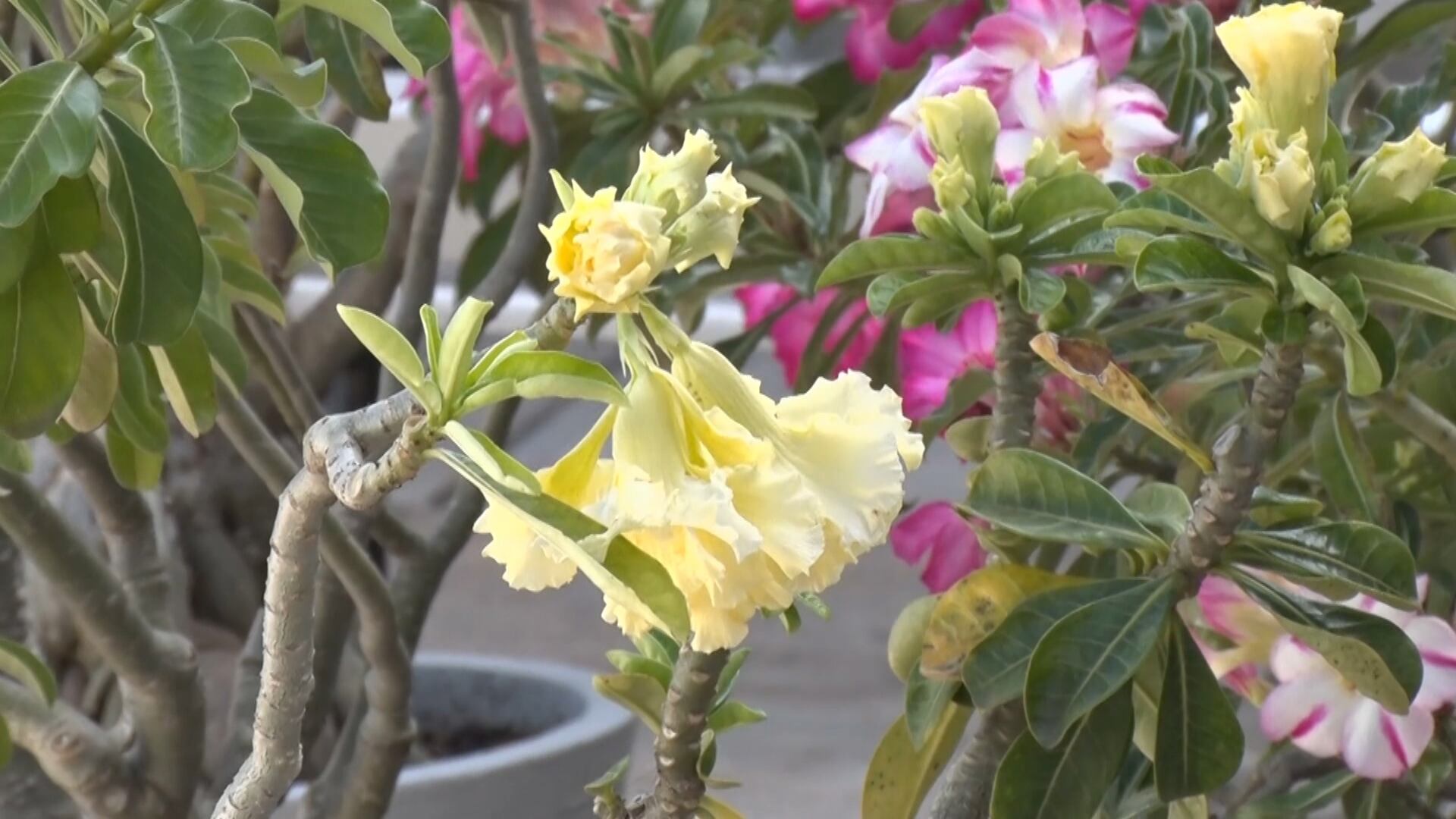 Engenheira agrônoma se dedica ao cultivo da rosa-do-deserto