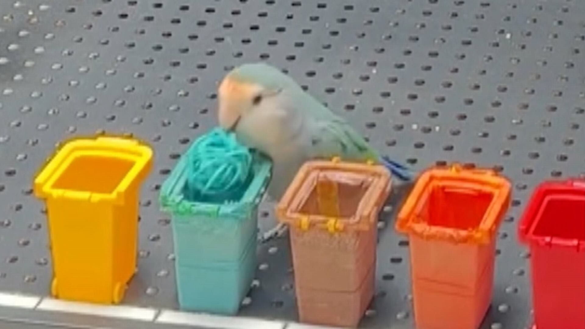 Impressionante! Periquito estabelece recorde ao identificar dez cores em 33,5 segundos