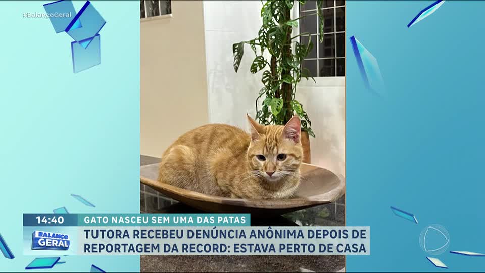 Gato desaparecido há mais de um ano reencontra dona após reportagem da RECORD