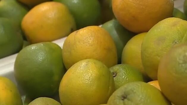 Aumento da oferta e demanda lenta pressionam cotação da laranja-pera