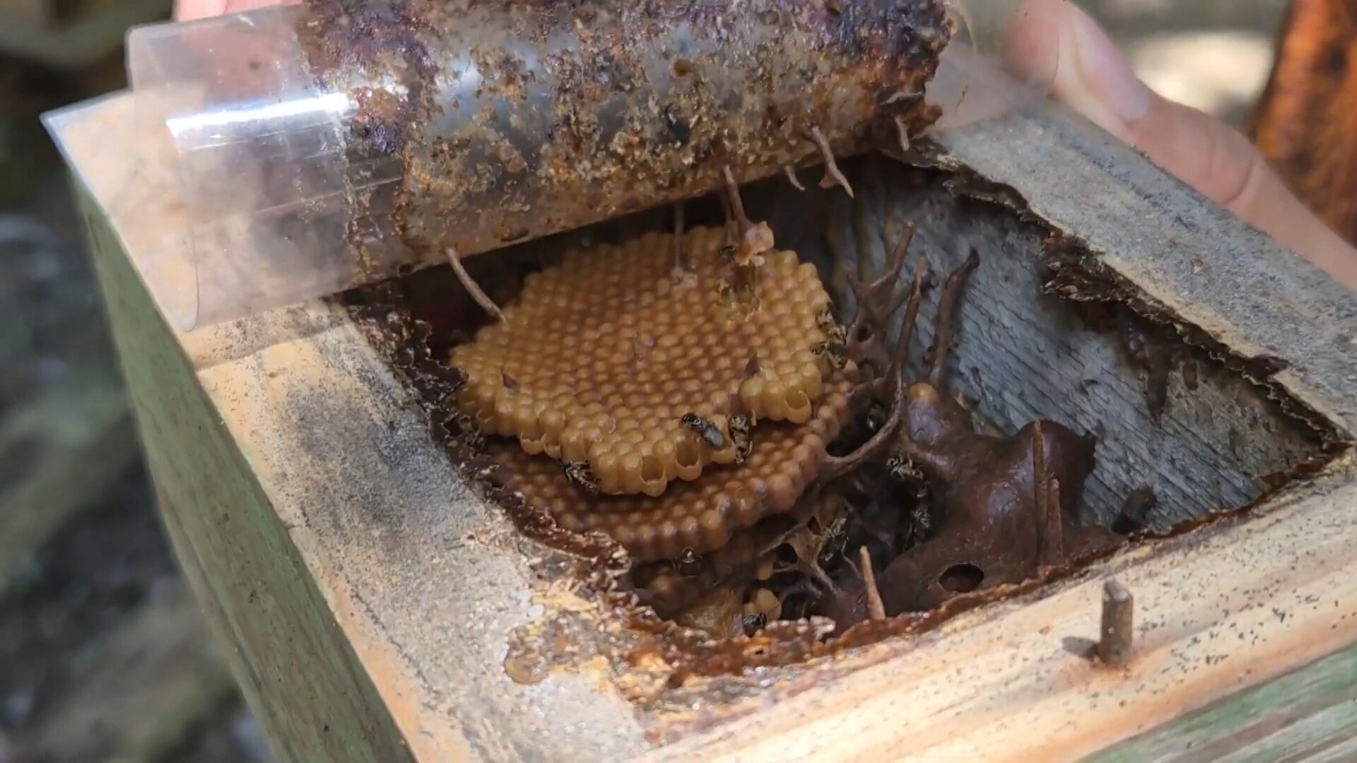 Meliponicultor mantém criação com 15 espécies de abelhas