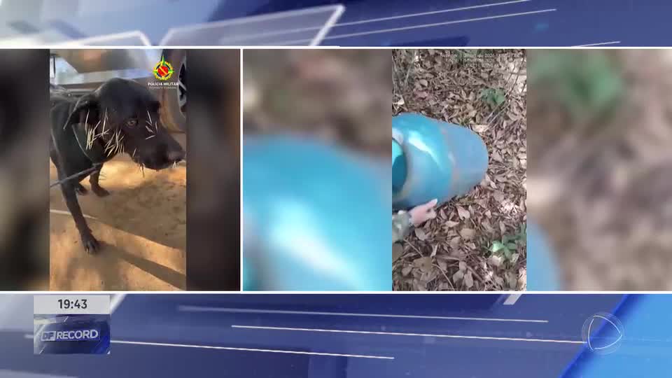 Porco-espinho é resgatado após briga com cachorros