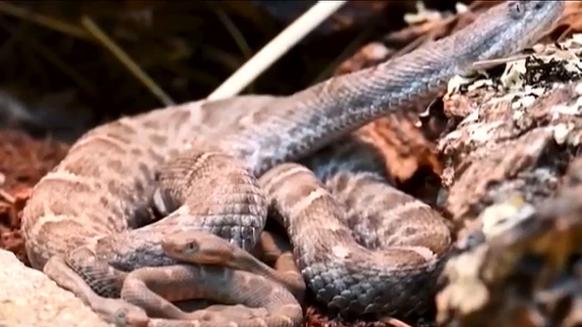 Espécie ameaçada de serpente dá à luz nos Estados Unidos