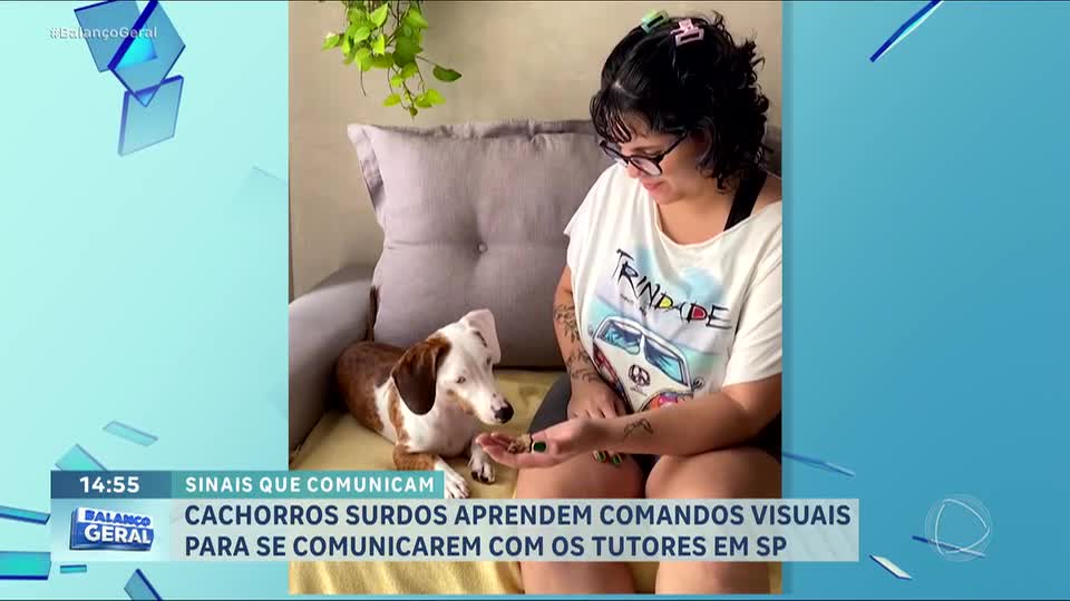 Comunicação sem som: cães surdos aprendem sinais para brincar, sentar e passear em SP