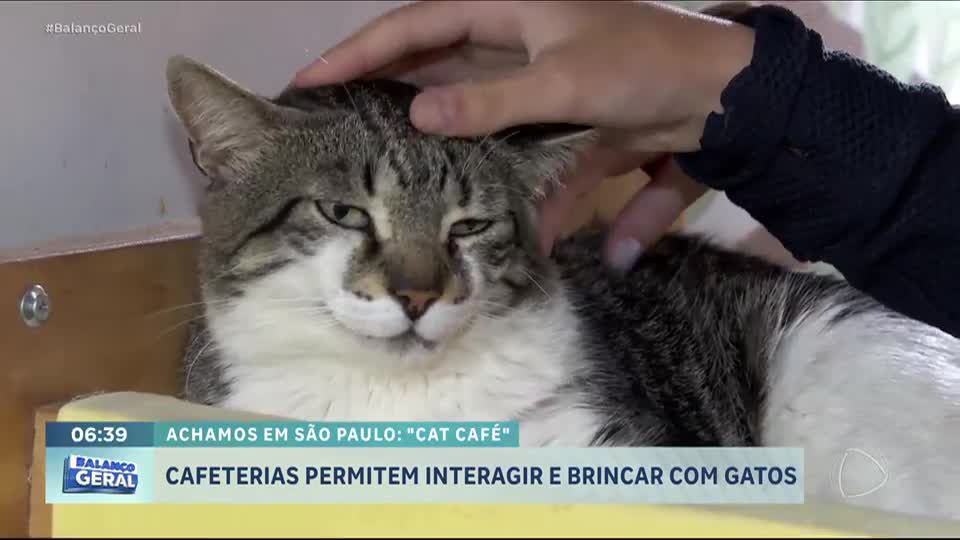 Achamos em São Paulo: Cafeterias permitem que clientes brinquem com gatos e até adotem felinos