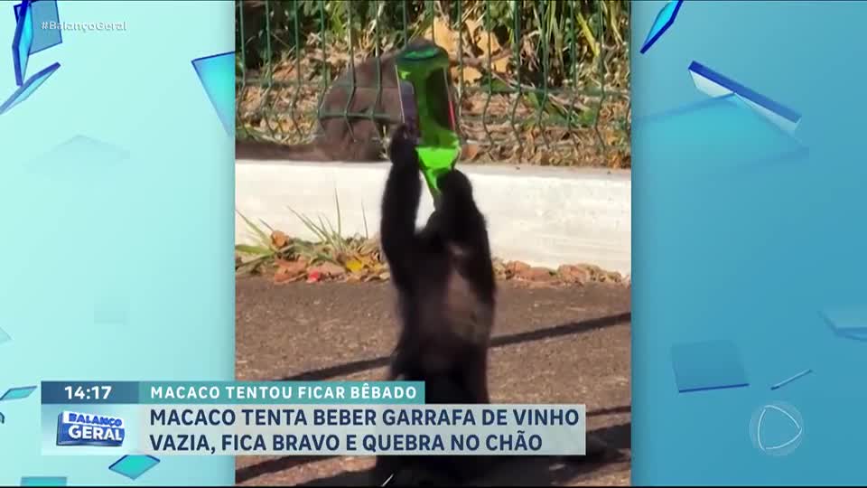 Macaco tenta beber garrafa de vinho vazia, fica bravo e a quebra no chão, no Paraná
