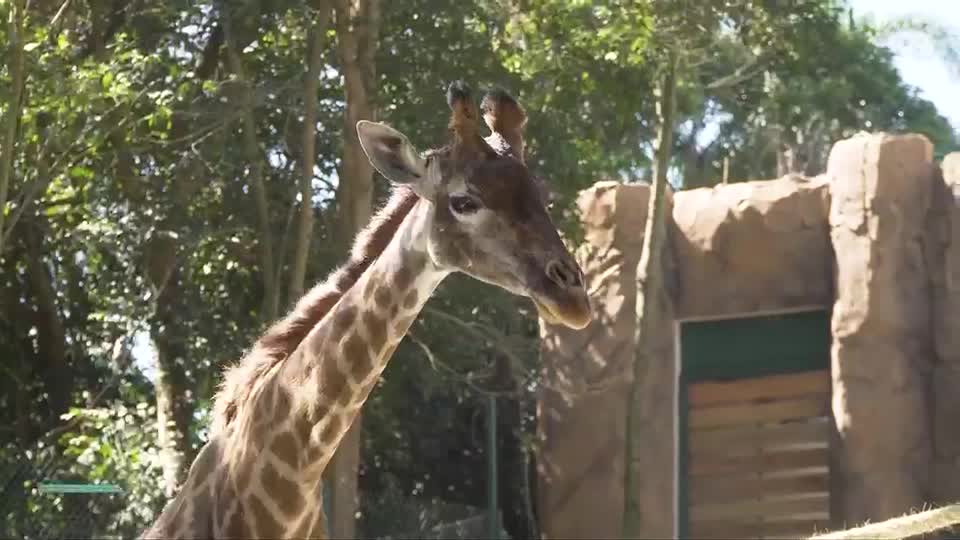Brasil Caminhoneiro faz passeio pelo Simba Safari em São Paulo neste sábado (6)