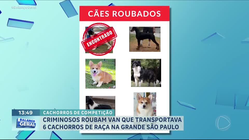 Van de transporte de cães para competição é roubada em Guarulhos (SP) com animais dentro