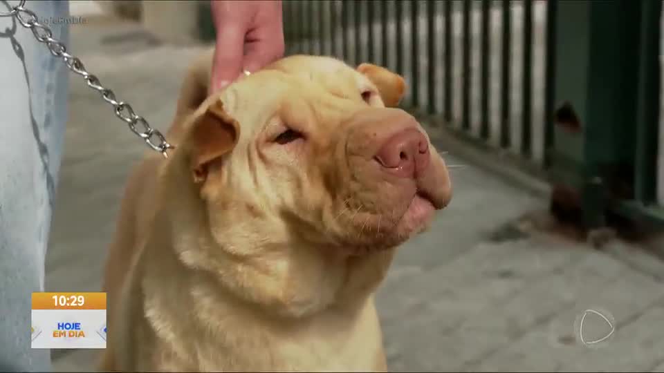 Mudanças bruscas de temperatura exigem cuidados com a saúde dos pets