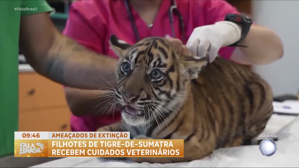 Filhotes de tigre-de-sumatra passam por primeiros exames em zoológico na Grécia