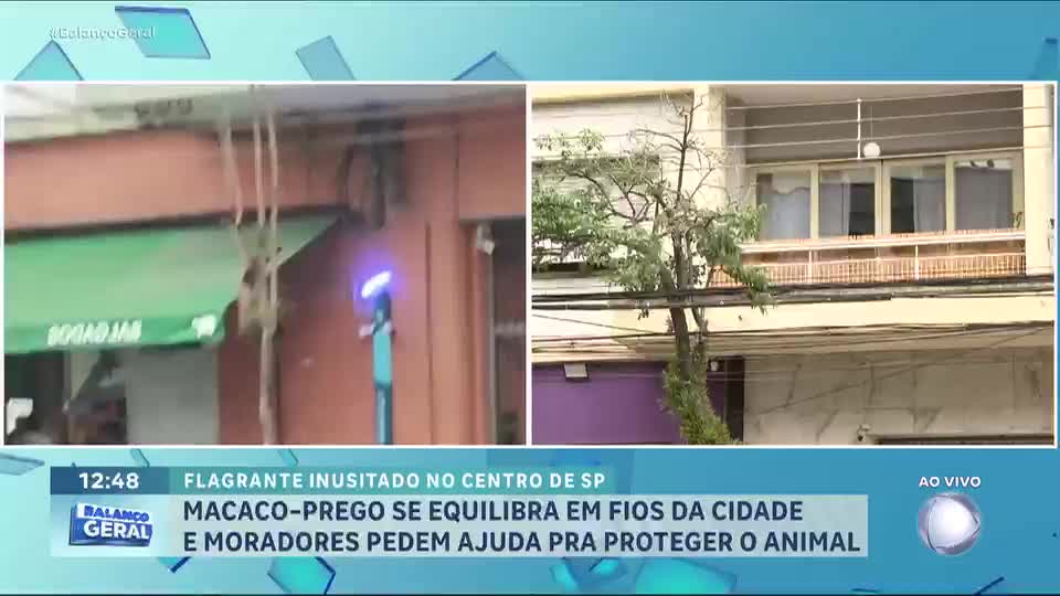 Macaco-prego surpreende moradores ao circular por bairros de São Paulo