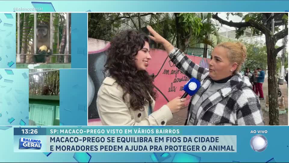 Macaco-prego ganha nome de Chico após ser visto em bairros de São Paulo