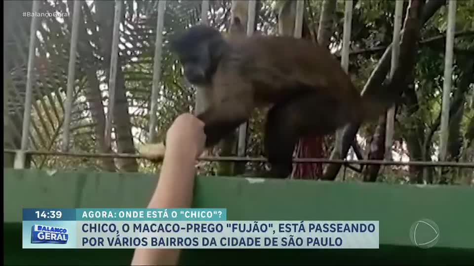 Chico, o macaco fujão: animal é flagrado passeando por bairros da região central de SP