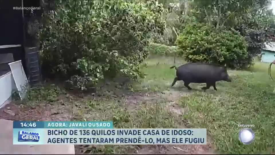 Idoso recebe visita inesperada de javali gigante de 136 quilos que destruiu a casa toda
