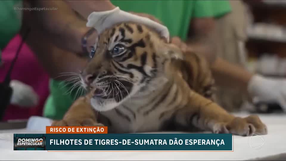 Você Viu Essa: Filhotes de tigre-de-sumatra nascem em Atenas e renovam esperança de preservação
