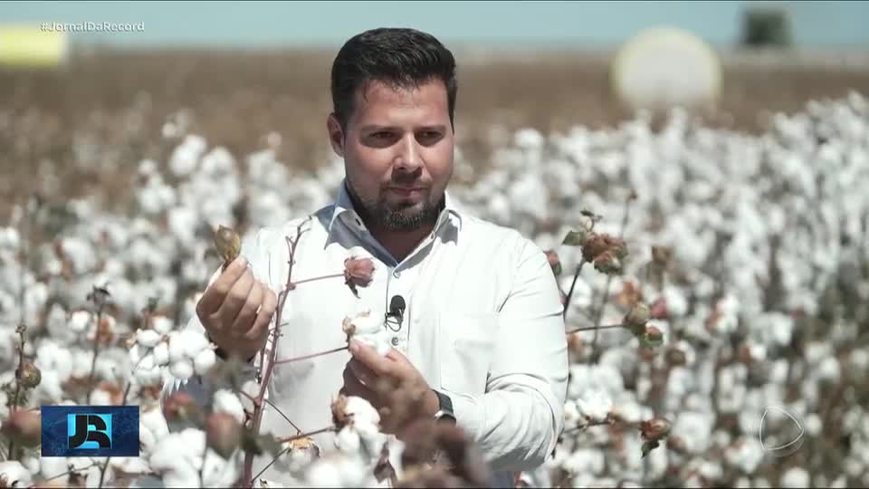 Brasil ultrapassa os EUA e se torna o maior exportador de algodão do mundo