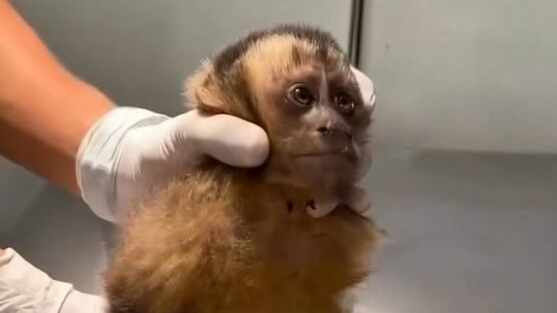 Macaquinha é atingida por bala perdida e perde movimento das pernas no Rio