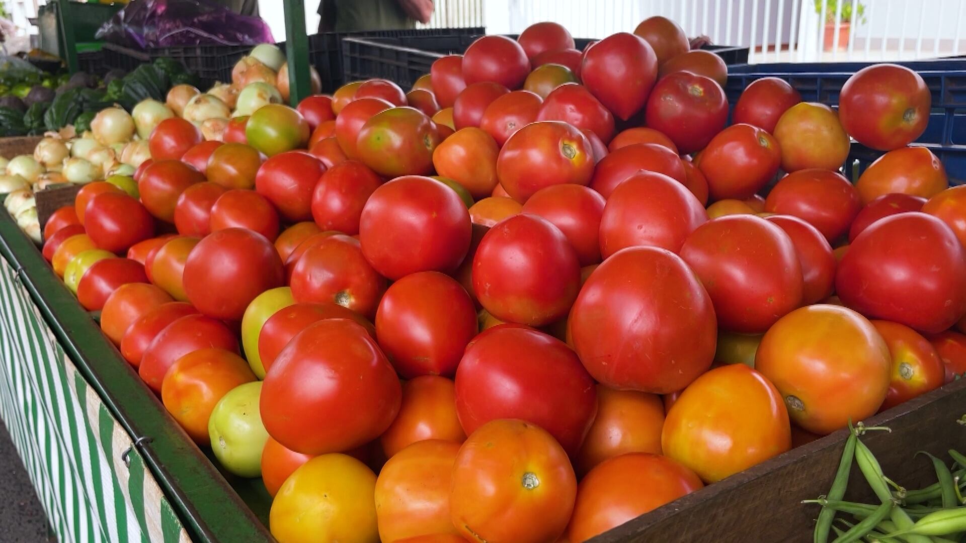 Safra do tomate: mercado e clima definem o resultado para o produtor