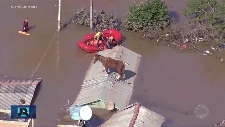 Cavalo que ficou sobre telhado de casa nas enchentes de 2024 no RS ganhou uma companheira