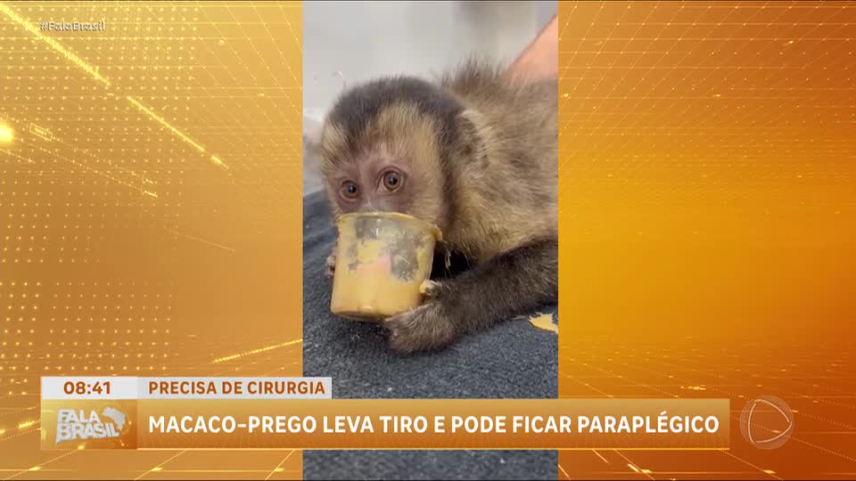 Fêmea de macaco-prego baleada na Gávea corre risco de paralisia