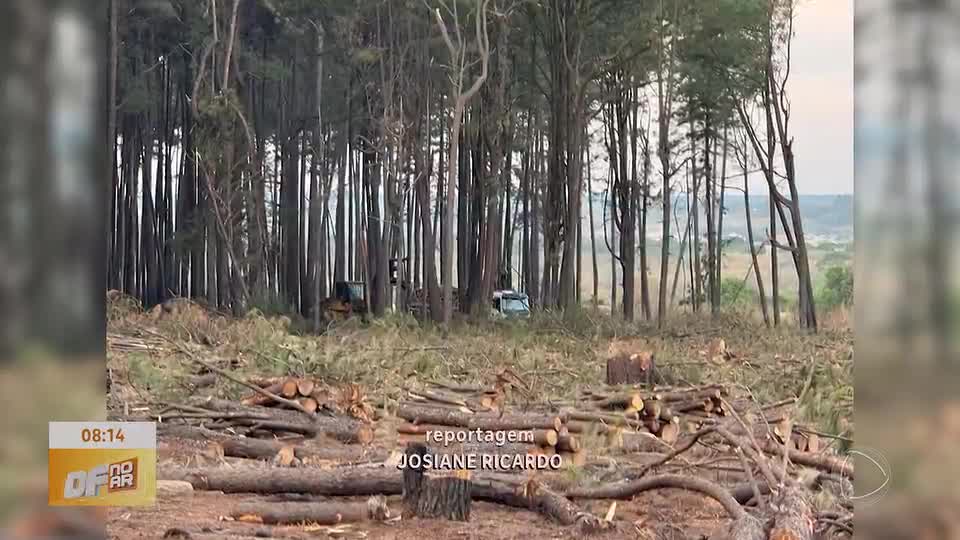 Polícia apreende caminhões e maquinário em operação contra extração irregular de madeira