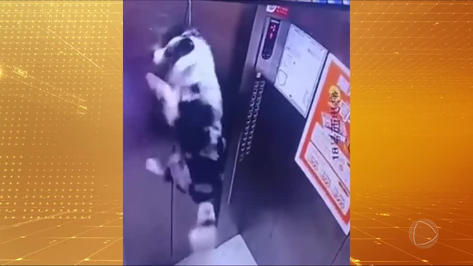 Vídeo: cachorro é salvo por morador após ficar pendurado em elevador na China