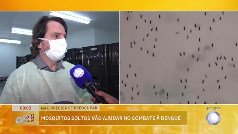 Entenda como mosquitos com bactéria natural ajudam a combater dengue no DF