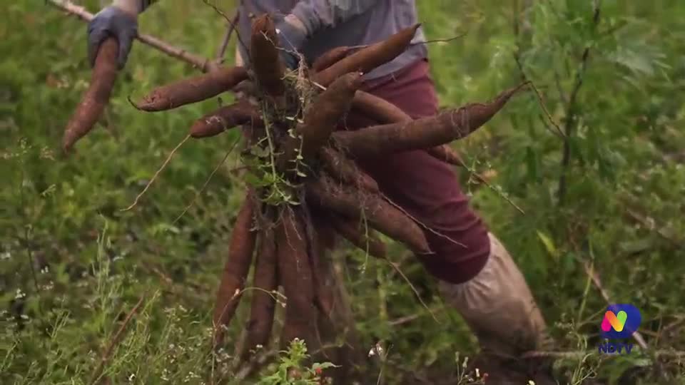 Itajaí guarda em seu interior um segredo milenar: o solo de turfa