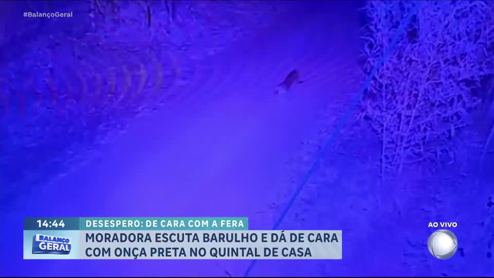 Moradora escuta barulho e se depara com onça no quintal de casa no Distrito Federal