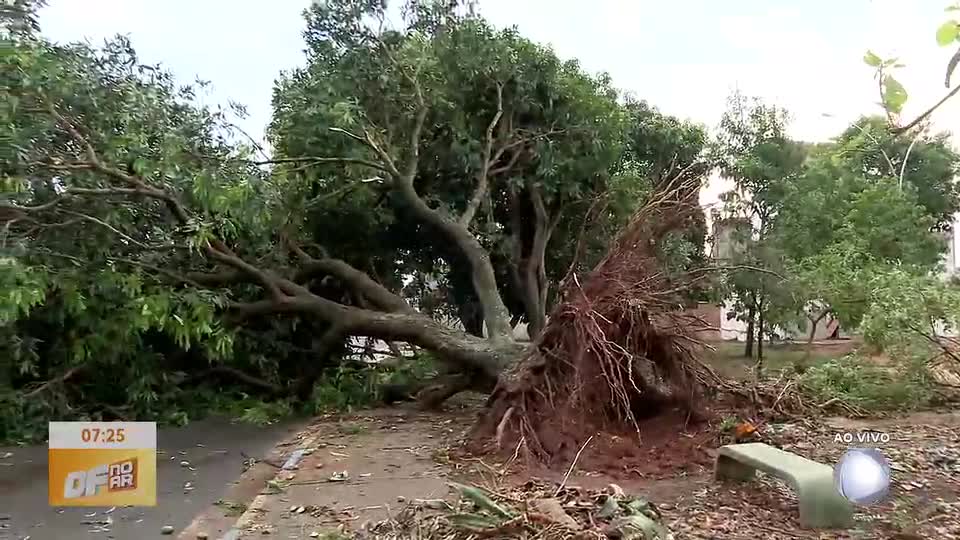 Árvore cai em Samambaia durante tempestade no DF