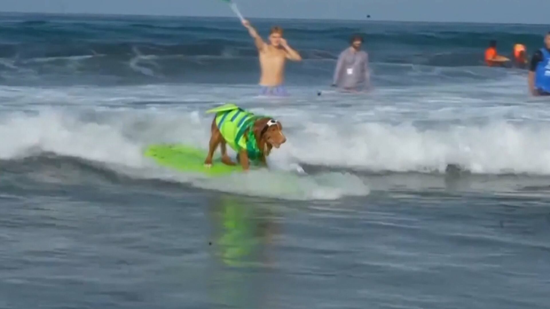 WSL canino? Cães impressionam com habilidade em competição de surfe nos EUA