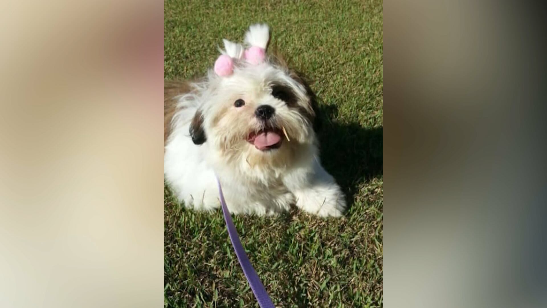 Três cachorros morrem de calor após banho e tosa em pet shop, em Americana (SP)