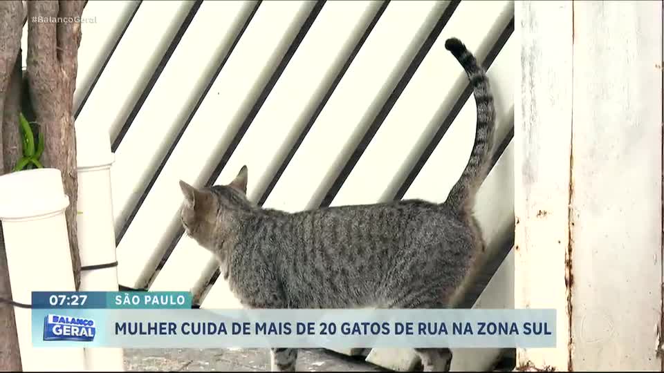 Mulher gasta R$ 400 por mês e pede ajuda para cuidar de gatos de rua na zona sul de São Paulo