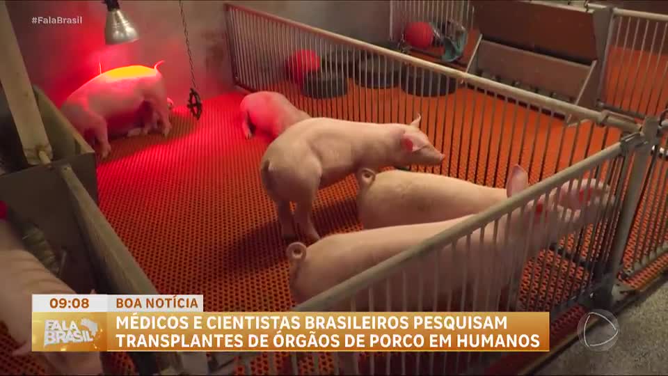 Boa Notícia: Estados Unidos aprovam testes de transplantes com órgãos de porco