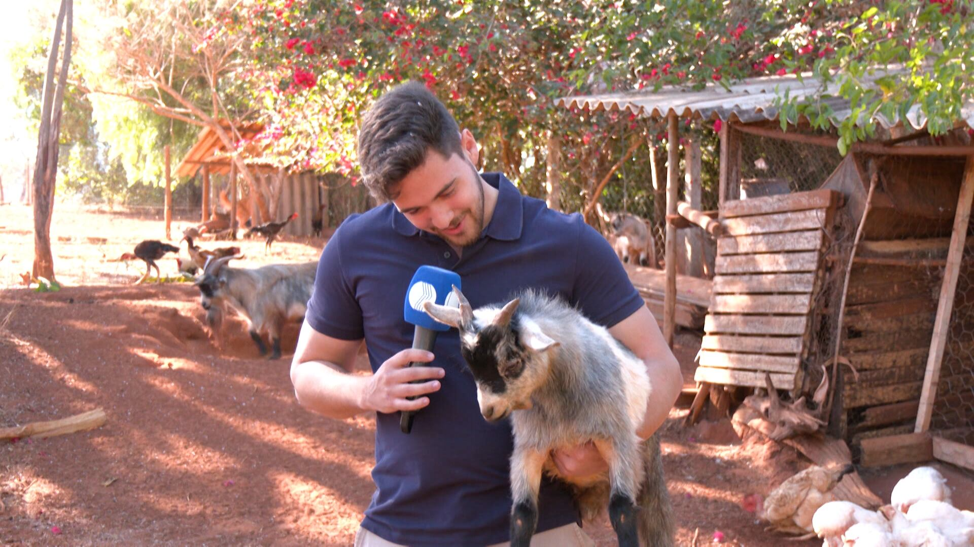 Com criação mais fácil, mini animais fazem sucesso no Brasil