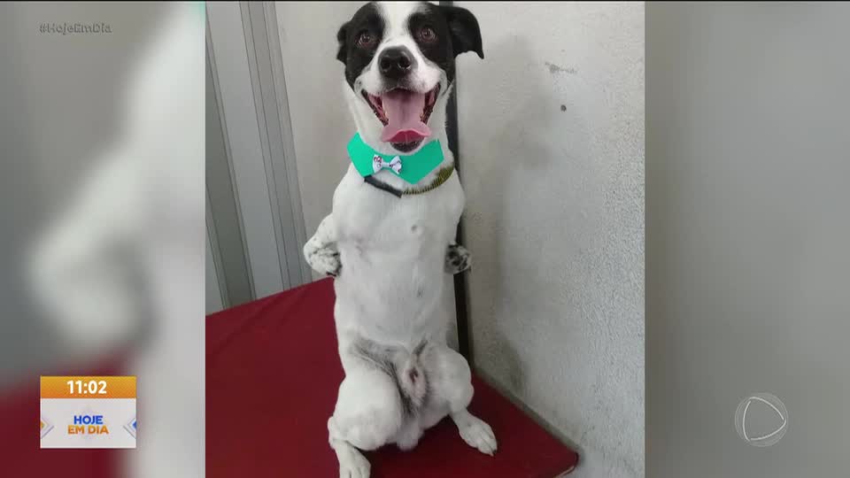 Super Noopy: conheça o cão que venceu desafios e conquistou mais de 320 mil seguidores na internet
