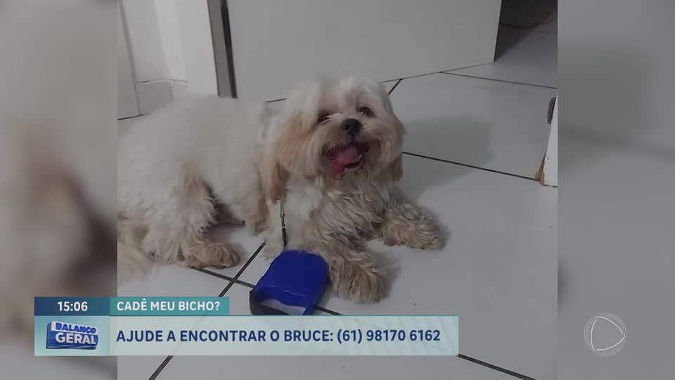 Família pede ajuda para encontrar cachorro desaparecido em Ceilândia (DF)