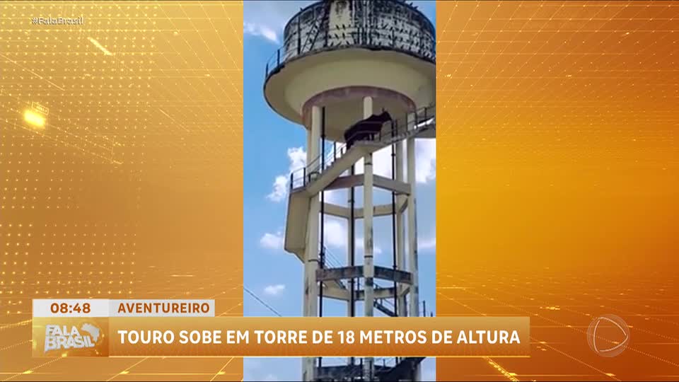 Touro escala torre de caixa d'água na Índia e desce sozinho; veja vídeo