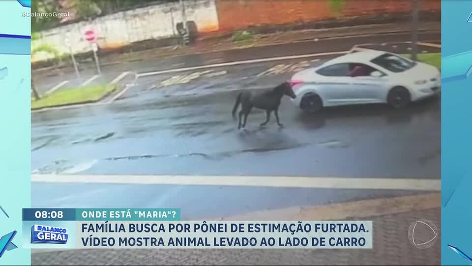Onde está Maria? Família procura por pônei de estimação furtada no interior de São Paulo