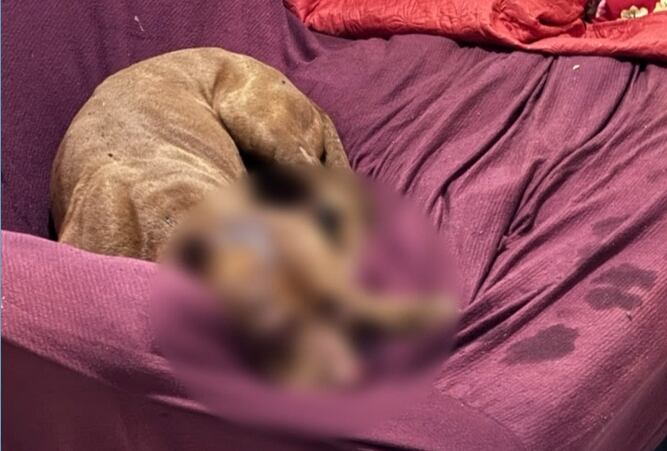 Tutor vai responder por homicídio culposo por ataque de pitbull contra menina no Rio
