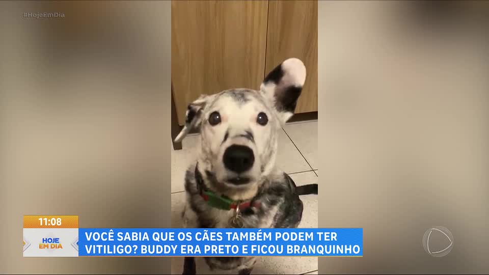 Após morte da avó da tutora, cão desenvolve vitiligo e fica quase todo branco