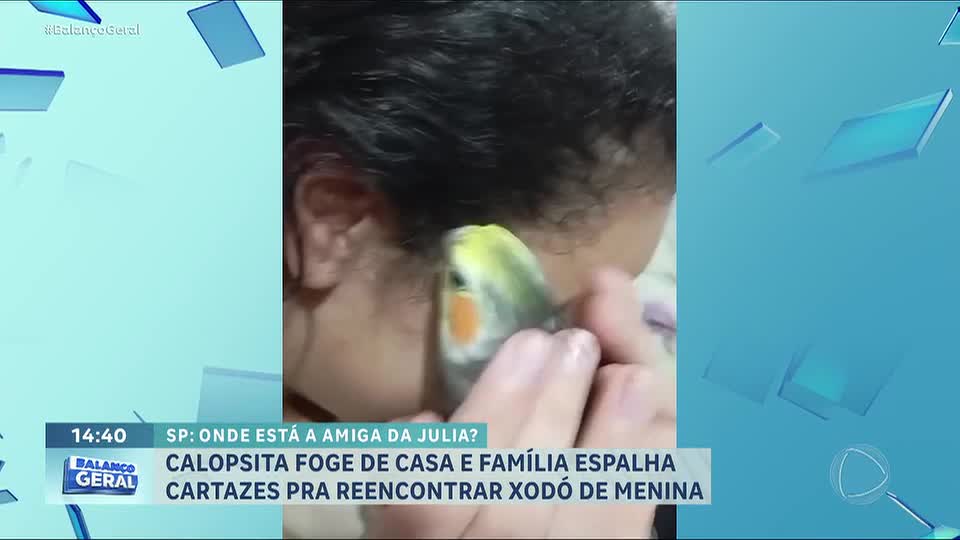 Calopsita foge de casa e família espalha cartazes pelo bairro para reencontrá-la na zona norte de SP