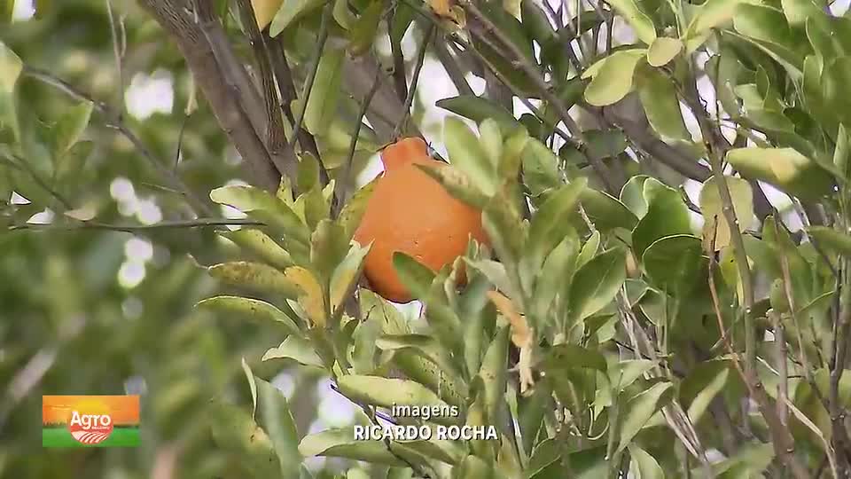 Expansão da produção de tangerina no cerrado com técnicas inovadoras