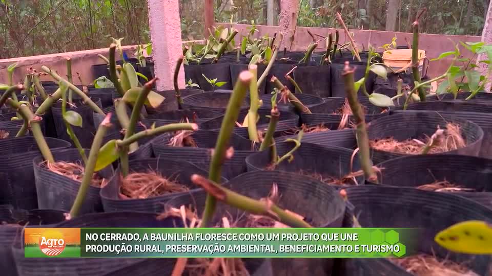 Produção de baunilha no cerrado: agricultura e preservação ambiental