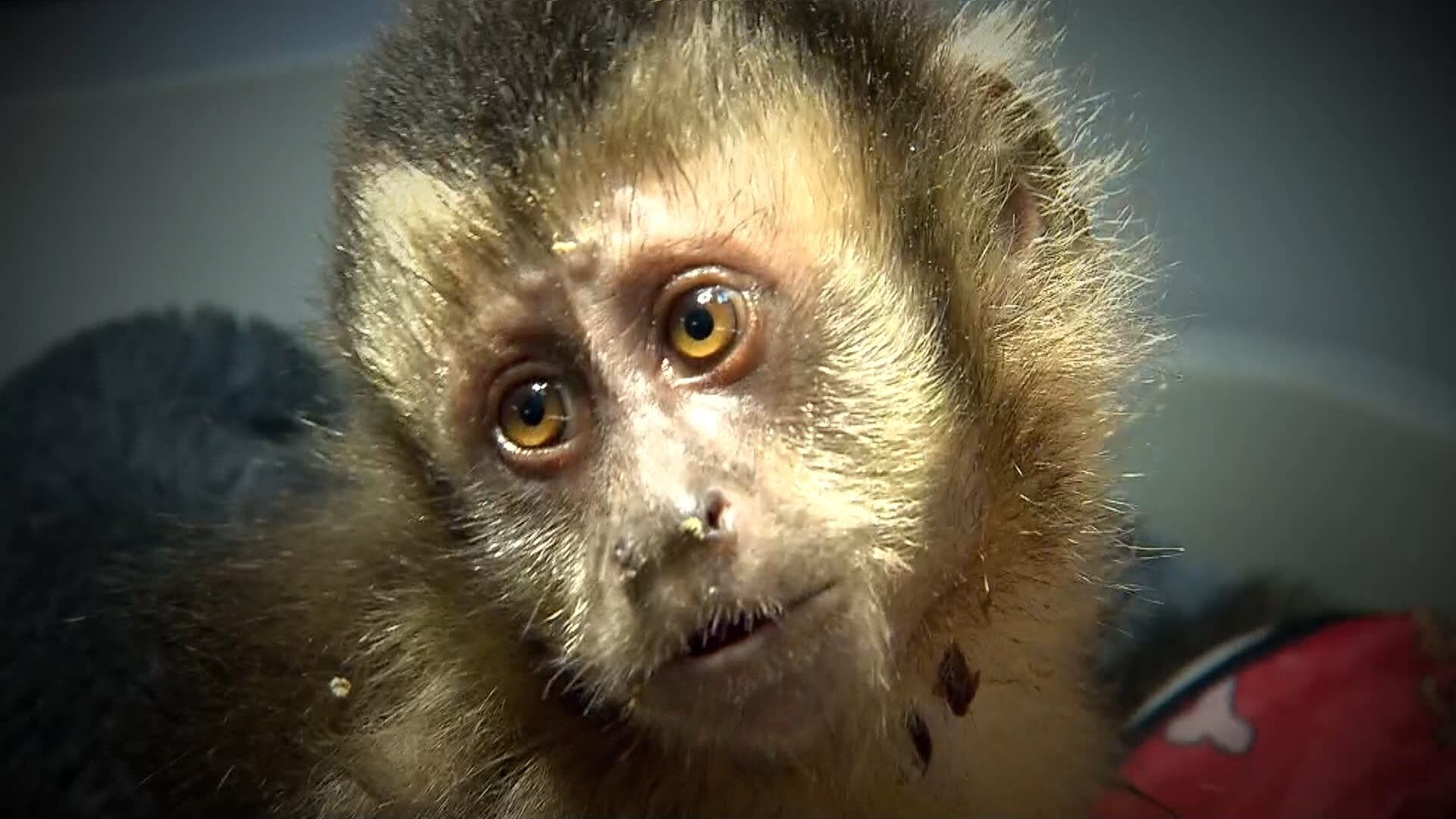 Macaquinha que perdeu movimento das pernas após ser baleada no Rio morre durante cirurgia